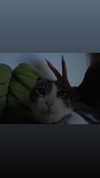 alex.banin Altpins Profile Picture