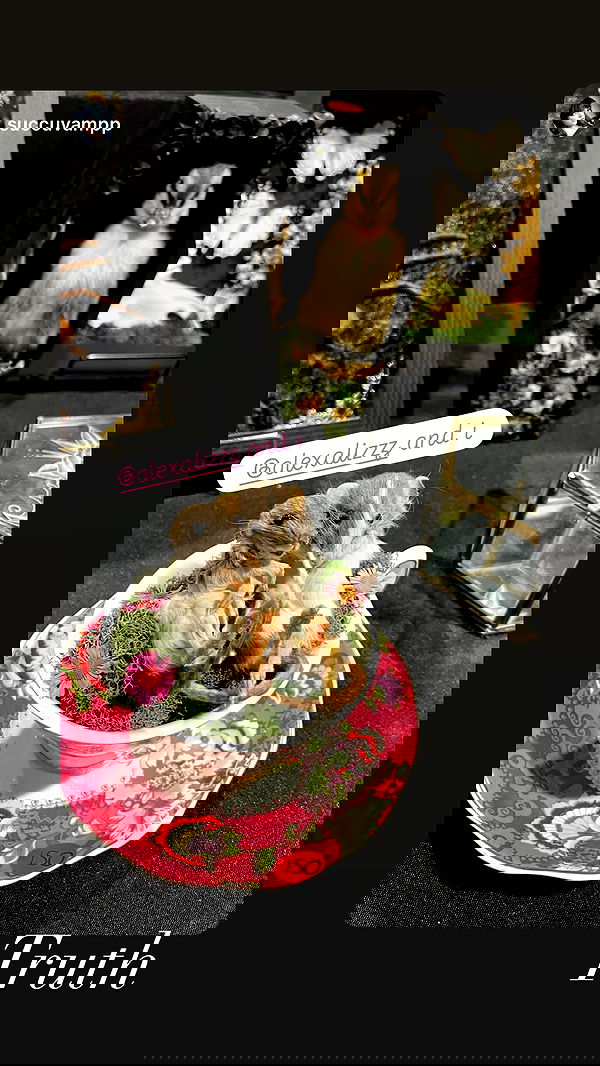 alexalizzz alexalizzz archive image