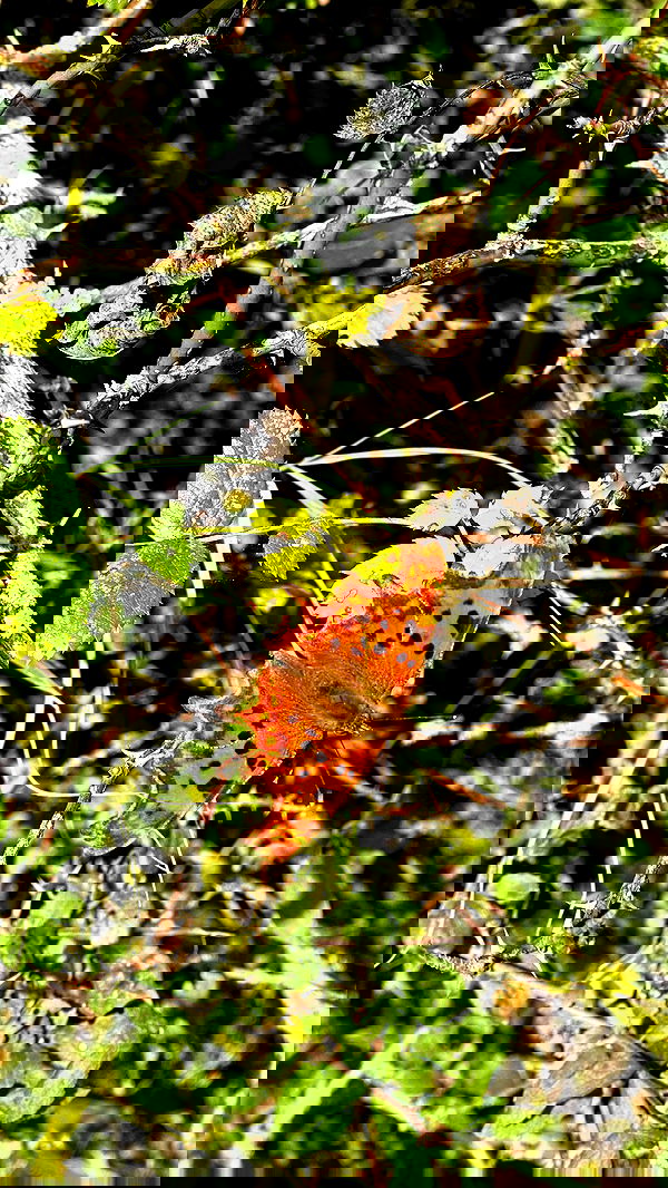 alexandramarianna alexandramarianna archive image