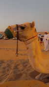 alexuhh_g Altpins Profile Picture