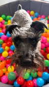 alexuhh_g Altpins Profile Picture