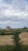 algofobica Altpins Profile Picture