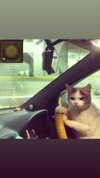 algofobica Altpins Profile Picture
