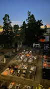 algofobica Altpins Profile Picture