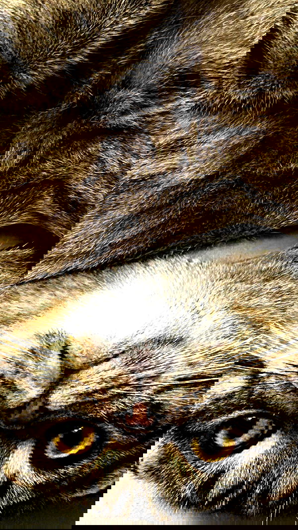 alice.skym alice.skym archive image