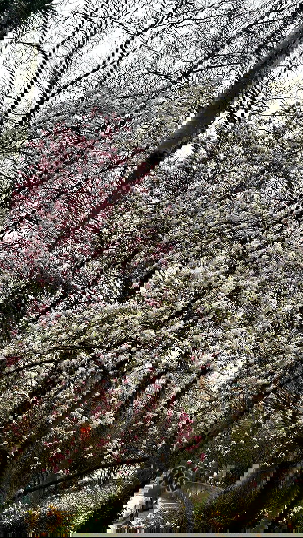 alice.skym alice.skym archive image