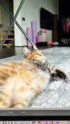 alice_delish Altpins Profile Picture