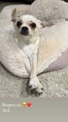alinaaignatova Altpins Profile Picture