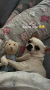 alinaaignatova Altpins Profile Picture