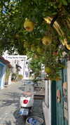 alinaaignatova Altpins Profile Picture
