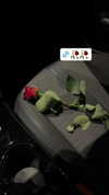 alinaxlova_ Altpins Profile Picture