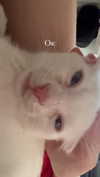 alisatvoya Altpins Profile Picture