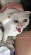 alisatvoya Altpins Profile Picture