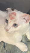 alisatvoya Altpins Profile Picture