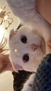alisatvoya Altpins Profile Picture