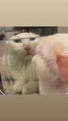 alisatvoya Altpins Profile Picture