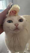 alisatvoya Altpins Profile Picture