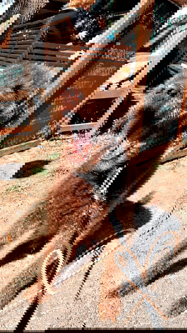 allygravemade image ~ Altpins