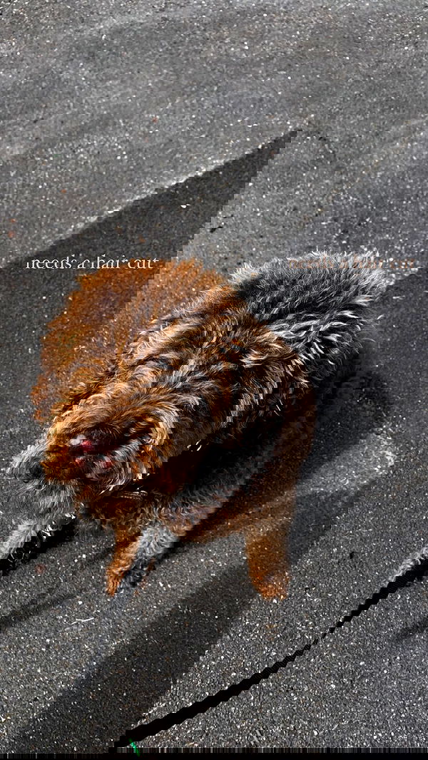 allygravemade image ~ Altpins