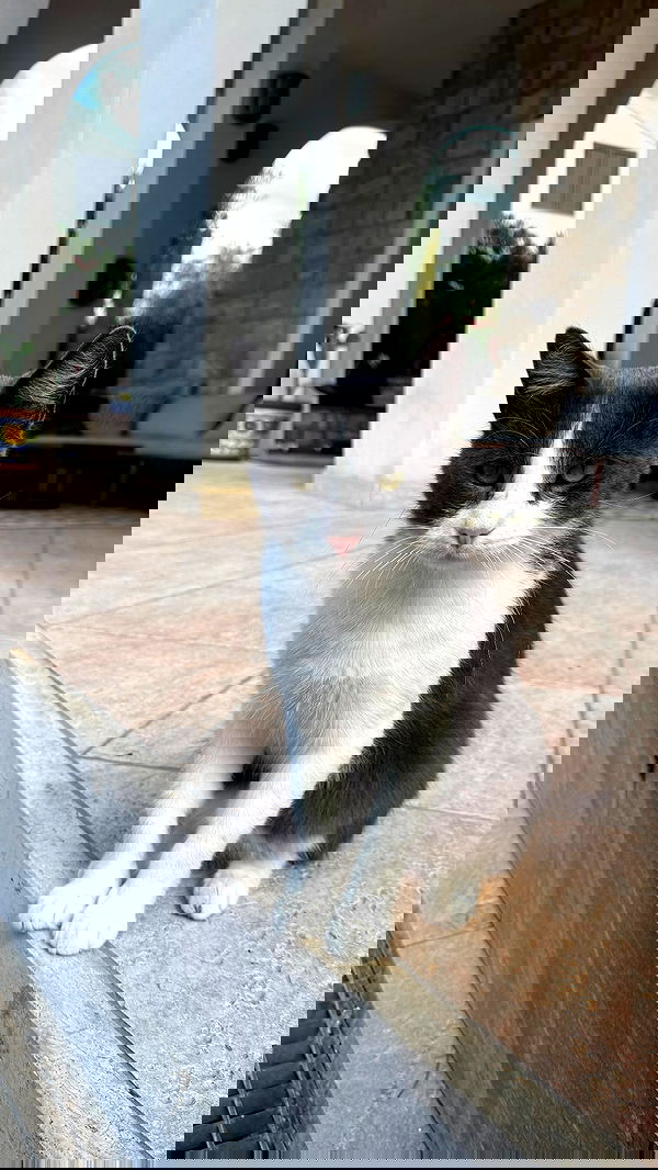 allygravemade image ~ Altpins