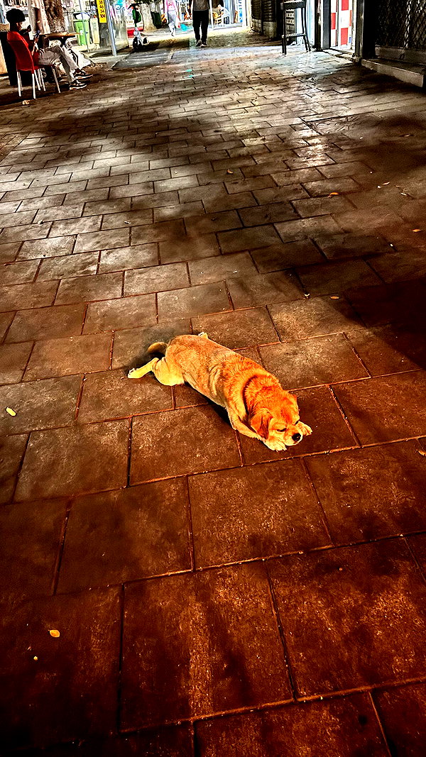 alma.almog instagram image archive image