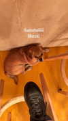 alma.almog Altpins Profile Picture