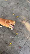 alma.almog Altpins Profile Picture