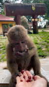 amit.yaron Altpins Profile Picture