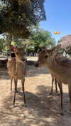 amit.yaron Altpins Profile Picture