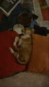 amyeett Altpins Profile Picture