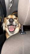 amyeett Altpins Profile Picture