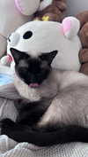 anabewwe Altpins Profile Picture