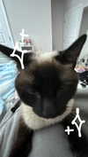 anabewwe Altpins Profile Picture