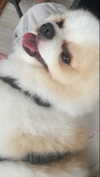 angelixstazzy Altpins Profile Picture