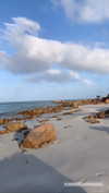 anneliese.mitchell1 Altpins Profile Picture