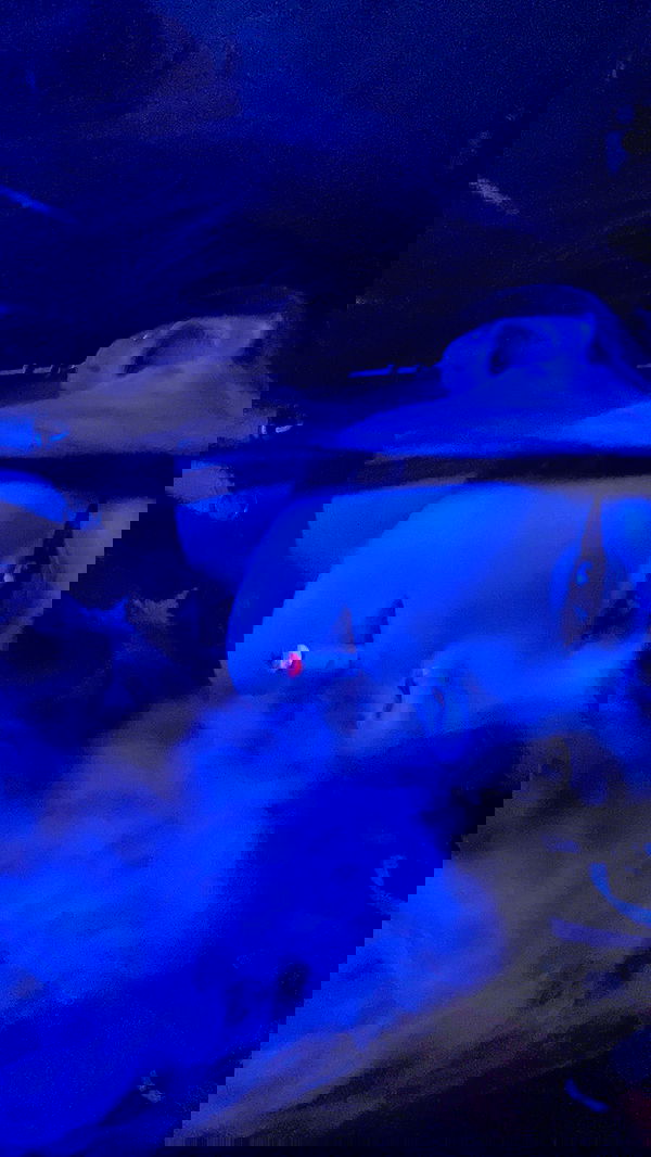 annfigma annfigma archive image