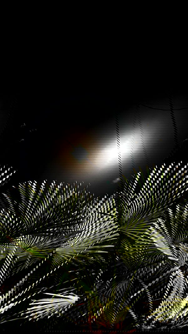 annfigma annfigma archive image