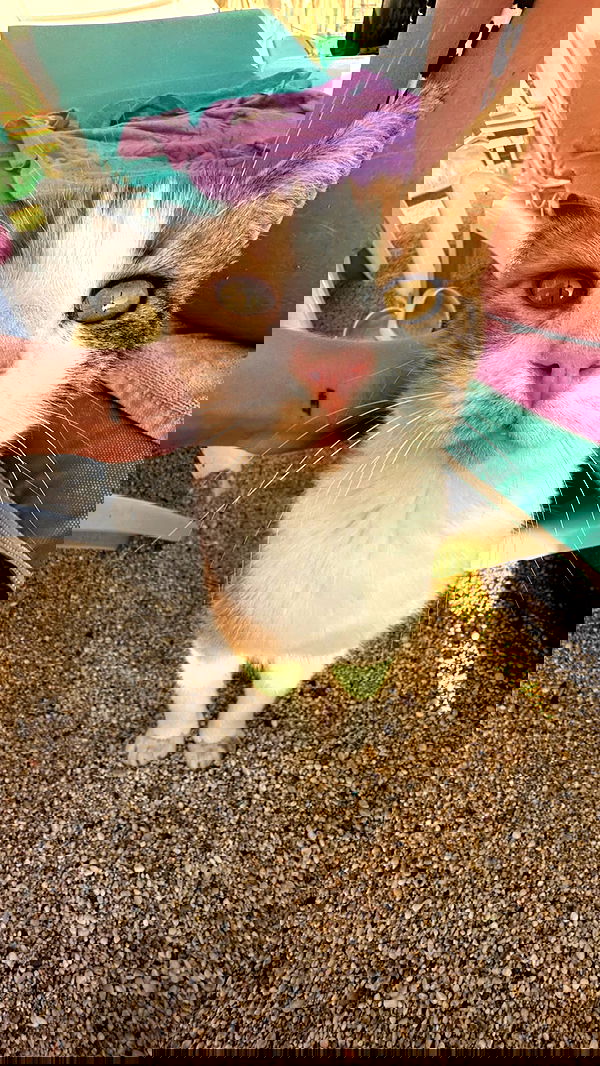 annfigma annfigma archive image