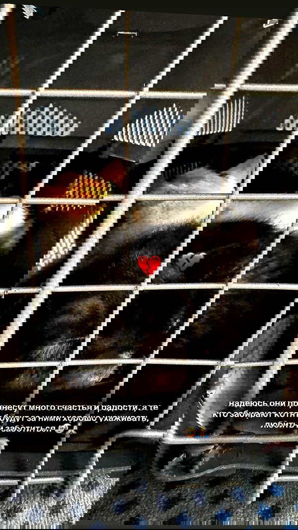 annfigma annfigma archive image