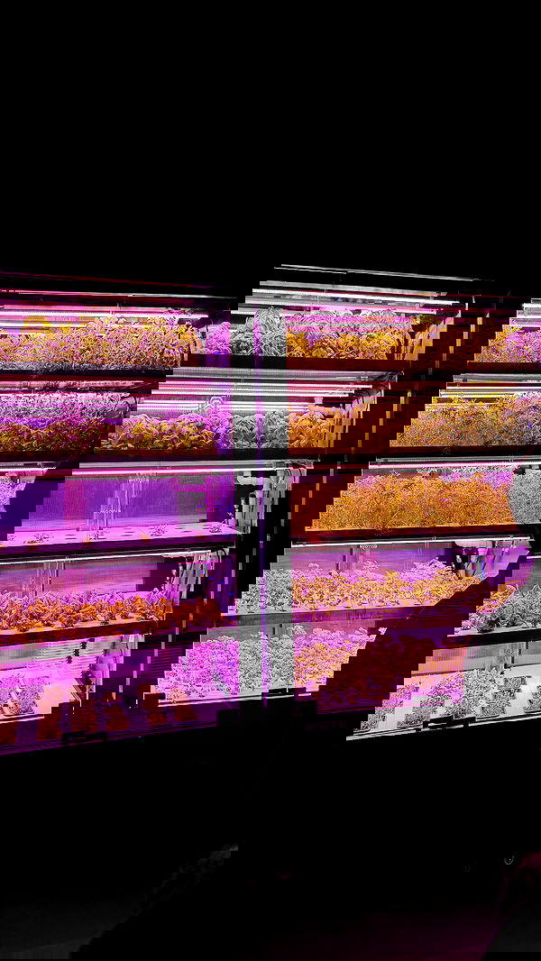 annfigma annfigma archive image