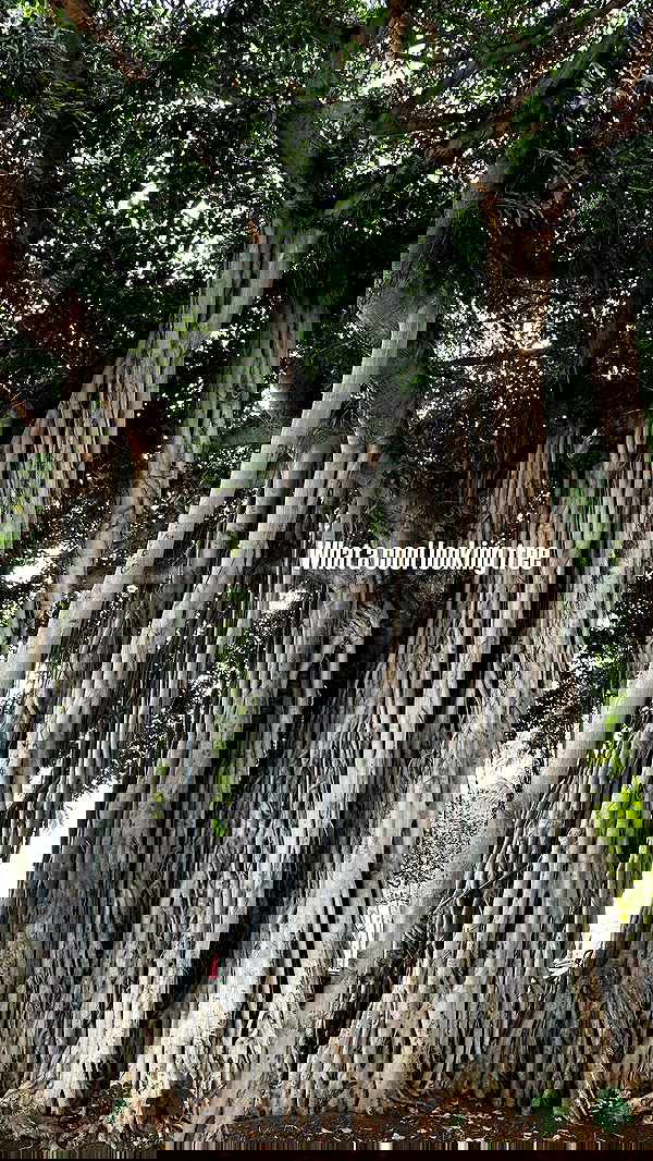 annieee__z annieee__z archive image