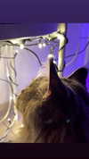 annn_kkkkk Altpins Profile Picture