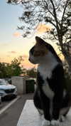 annn_kkkkk Altpins Profile Picture