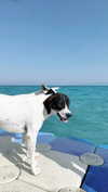 anya_shtril Altpins Profile Picture
