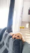 anya_shtril Altpins Profile Picture