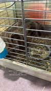 anyarodionov Altpins Profile Picture