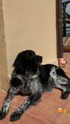 ariannachiaravalle_ Altpins Profile Picture