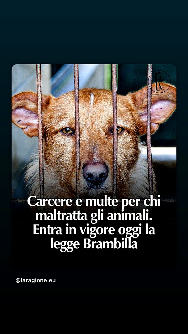 ariannachiaravalle_ instagram image archive image