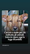 ariannachiaravalle_ Altpins Profile Picture