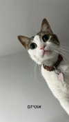 ariel.peri Altpins Profile Picture